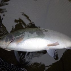 フィッシングレイクたかみや 釣果