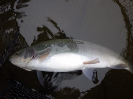 フィッシングレイクたかみや 釣果