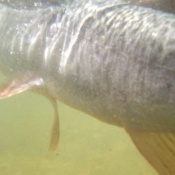 フィッシングレイクたかみや 釣果