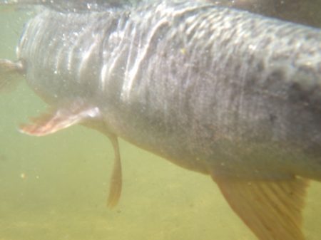 フィッシングレイクたかみや 釣果