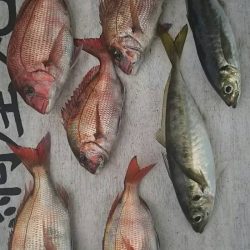 網屋丸 釣果