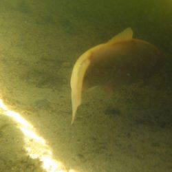 フィッシングレイクたかみや 釣果