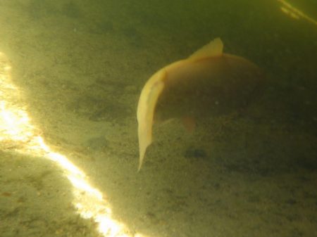フィッシングレイクたかみや 釣果