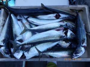 石川丸 釣果