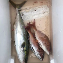 網屋丸 釣果