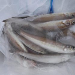 遊漁船 幸友丸 釣果