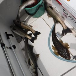 ＢｌｕｅＮｏｔｅ　Ｆｉｓｈｉｎｇ　Ｔａｘｉ 釣果