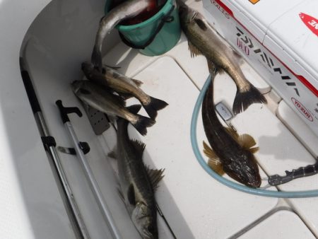 ＢｌｕｅＮｏｔｅ　Ｆｉｓｈｉｎｇ　Ｔａｘｉ 釣果