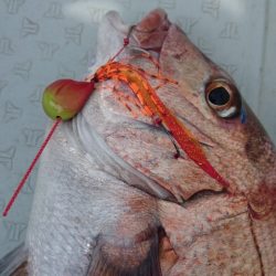 遊漁船ブルーウッズ 釣果