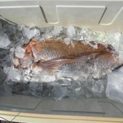 大進丸(新潟) 釣果