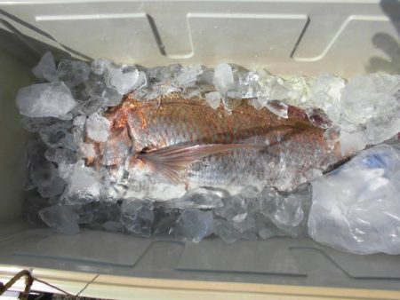 大進丸(新潟) 釣果