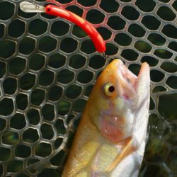 小菅トラウトガーデン 釣果