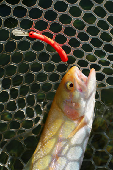 小菅トラウトガーデン 釣果