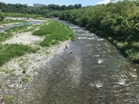 秩父フライフィールド 釣果