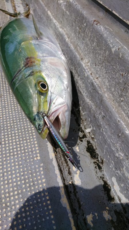 FISHING RISKY 釣果