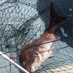 あみや渡船 JIGBOY 釣果