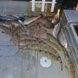 FISHING RISKY 釣果