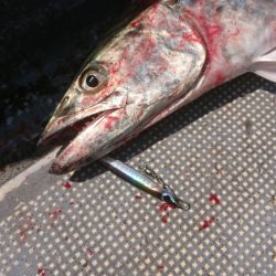 FISHING RISKY 釣果