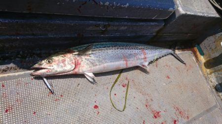 FISHING RISKY 釣果