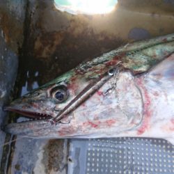 FISHING RISKY 釣果