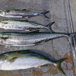 FISHING RISKY 釣果