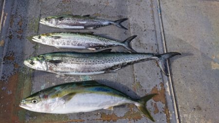 FISHING RISKY 釣果