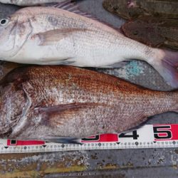 FISHING RISKY 釣果