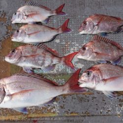 FISHING RISKY 釣果