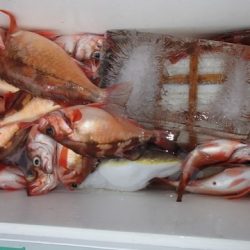 第二むつ漁丸 釣果