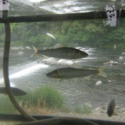 狩野川(狩野川漁業協同組合) 釣果