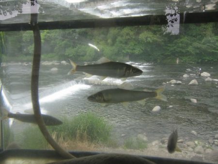 狩野川（狩野川漁業協同組合） 釣果