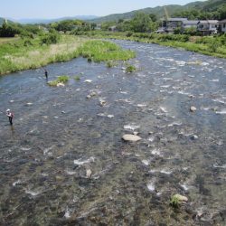 狩野川(狩野川漁業協同組合) 釣果