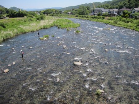 狩野川(狩野川漁業協同組合) 釣果