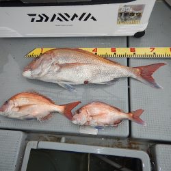 sea boss　シーボス 釣果