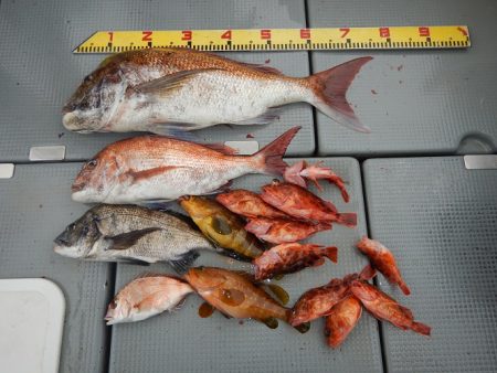 sea boss　シーボス 釣果