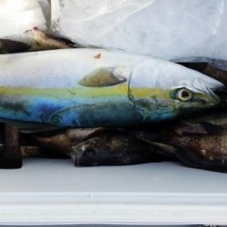 オーフリー 釣果