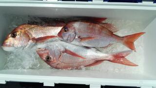 長栄丸(静岡) 釣果