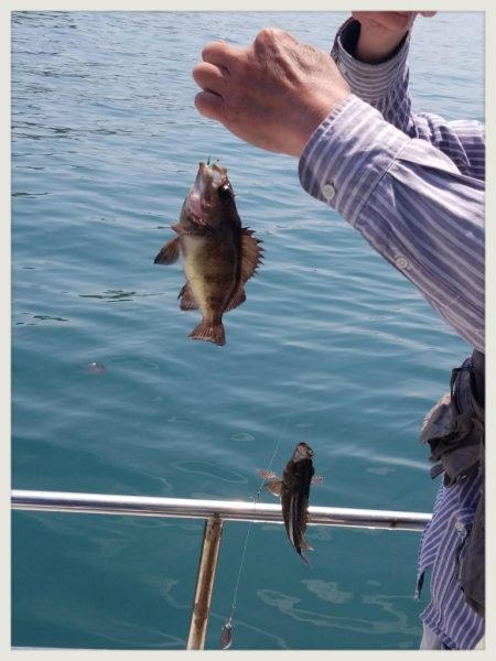 内浜丸 釣果