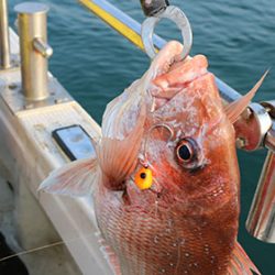 松本釣船２ 釣果