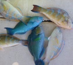 本部釣りイカダ 釣果