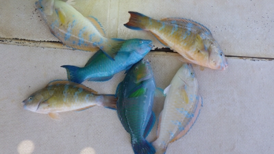 本部釣りイカダ 釣果