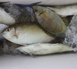 本部釣りイカダ 釣果