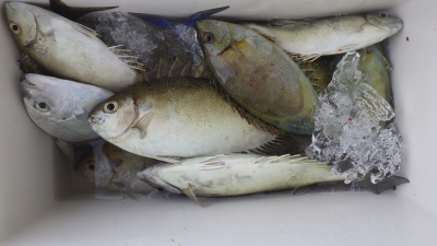 本部釣りイカダ 釣果