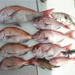 マタウマリンサービス 釣果