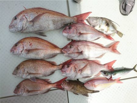 マタウマリンサービス 釣果