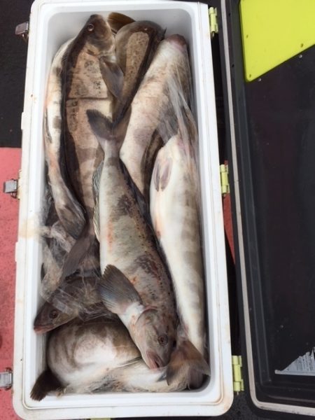 第八平成丸 釣果