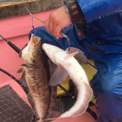 第八平成丸 釣果