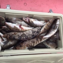 第八平成丸 釣果