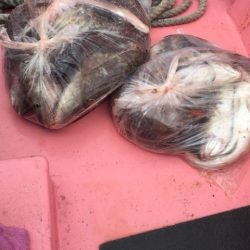 第八平成丸 釣果