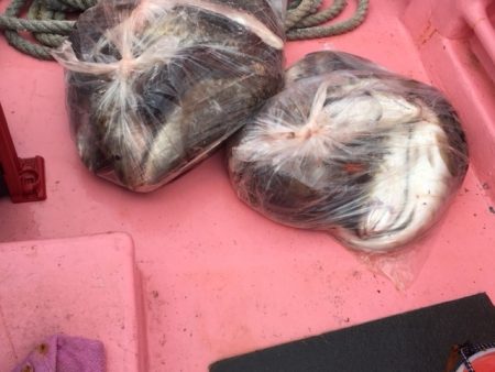 第八平成丸 釣果